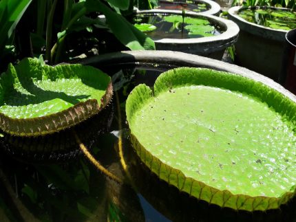 Victoria Amazon Lily