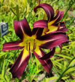 Daylily “Black Arrowhead”