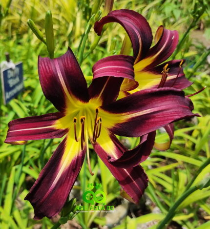 Daylily “Black Arrowhead”
