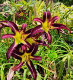 Daylily “Black Arrowhead”