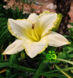 Daylily “Blizzard Bay”