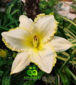Daylily “Blizzard Bay”