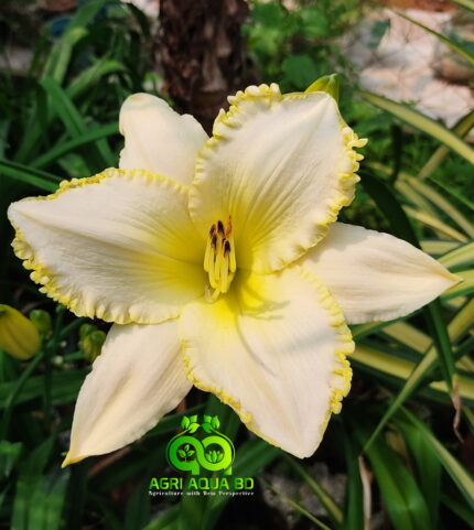 Daylily “Blizzard Bay”