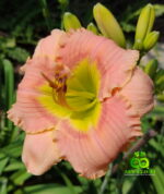 Daylily “Elegant Candy”