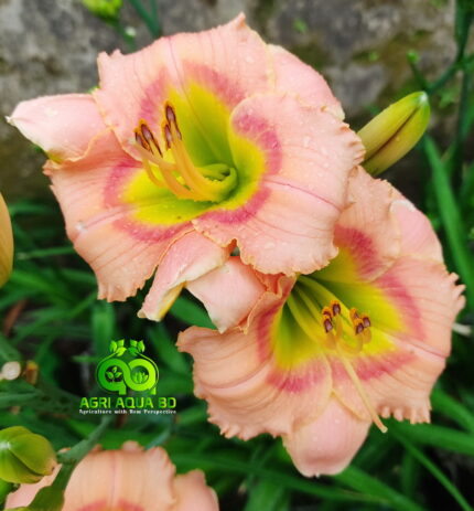 Daylily “Elegant Candy”