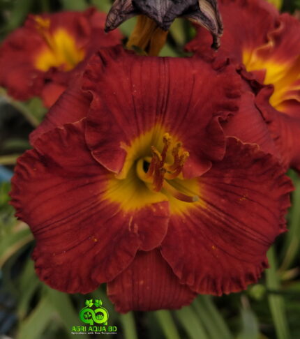 Daylily “Lil’s Red Wagon”