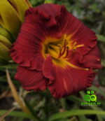 Daylily “Lil’s Red Wagon”