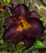 Daylily “Longfield’s Black Magic”