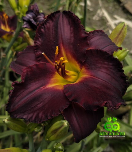 Daylily “Longfield’s Black Magic”