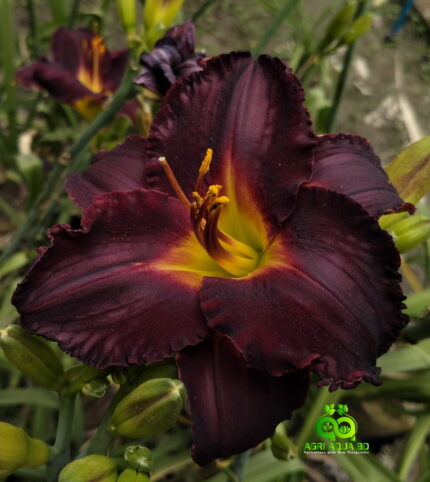 Daylily “Longfield’s Black Magic”