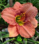 Daylily “Nowhere To Hide”