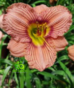 Daylily “Nowhere To Hide”