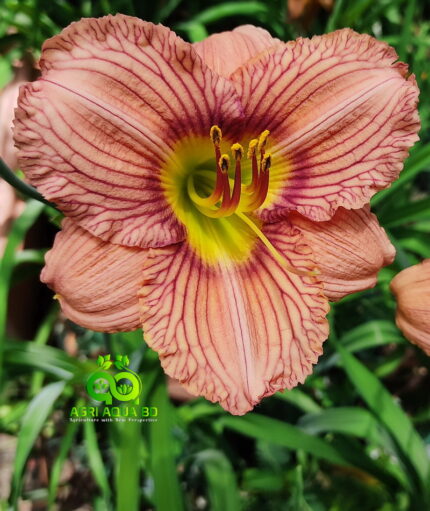 Daylily “Nowhere To Hide”