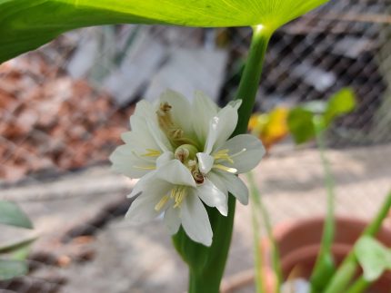 Monochoria Hastata- White (সাদা বড়নখা)