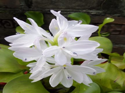 White Water Hyacinth