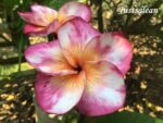 Plumeria “Justsalean”