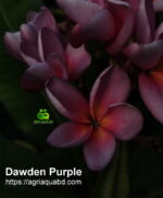 Plumeria “Dawden Purple”