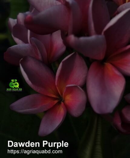 Plumeria “Dawden Purple”