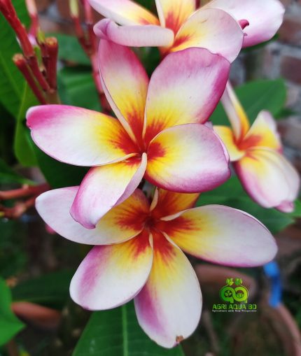 Plumeria “Astrid”