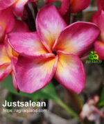 Plumeria “Justsalean”