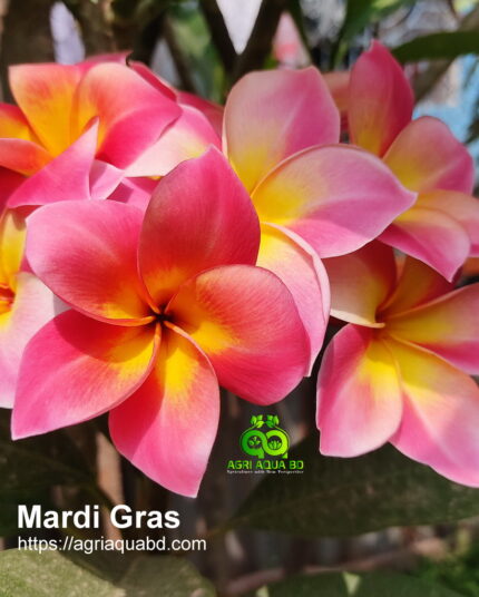 Plumeria “Mardi Gras”