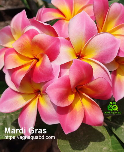 Plumeria “Mardi Gras”