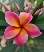 Plumeria “Mardi Gras”