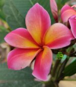 Plumeria “Mardi Gras”