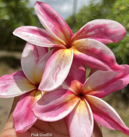 Plumeria "Pink Graffiti"