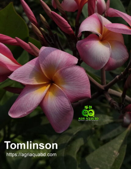 Plumeria “Tomlinson”