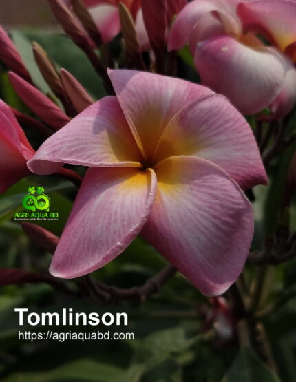 Plumeria “Tomlinson”