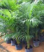 Areca Palm