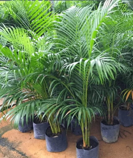 Areca Palm