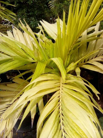 Golden Manila Palm
