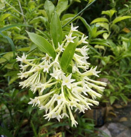 Night Blooming Jasmine (হাসনাহেনা)