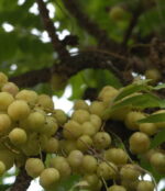 Malay Gooseberry (অরবড়ই) Plant – Grafted