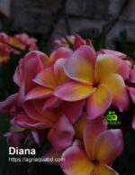 Plumeria “Diana”