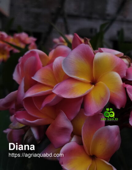 Plumeria “Diana”