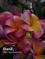 Plumeria “Diana”