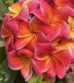 Plumeria “Diana”
