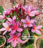 Plumeria “Ida Princess”