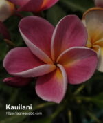 Plumeria “Kauilani”