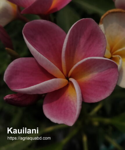 Plumeria "Kauilani"