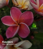 Plumeria “Kauilani”