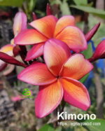 Plumeria “Kimono”