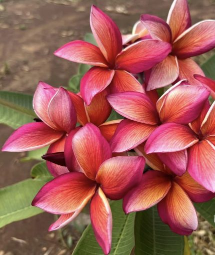 Plumeria “Kimono”