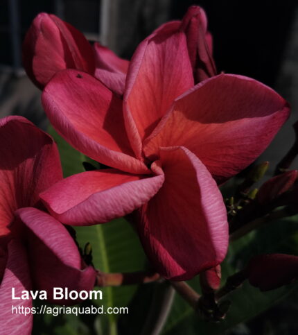 Plumeria “Lava Bloom”