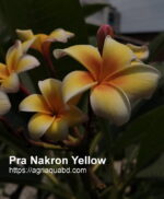 Plumeria “Pra Nakorn Yellow”