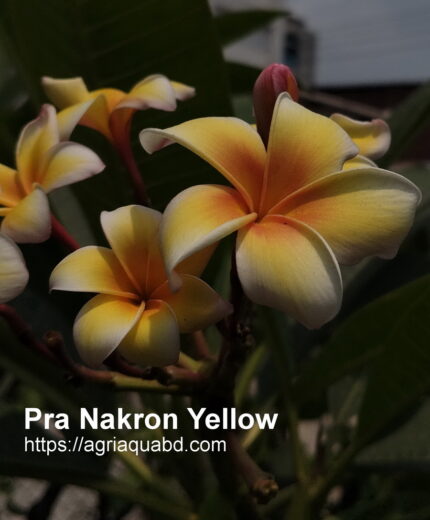Plumeria “Pra Nakorn Yellow”
