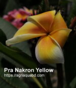 Plumeria “Pra Nakorn Yellow”